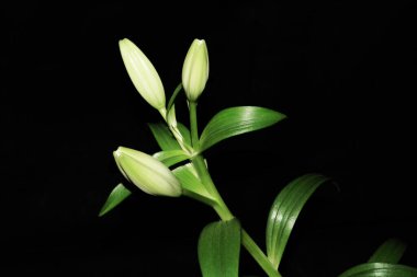 Lily izole bir arkaplanda tomurcuklanır