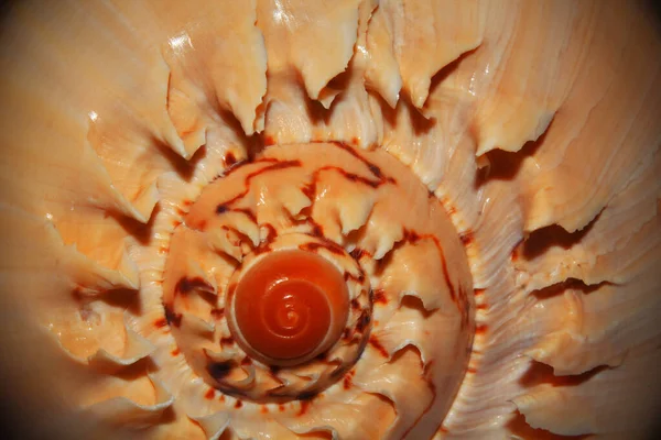 Brown Spiral Shell Close Macro — Foto Stock