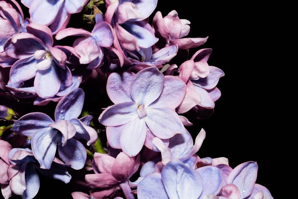 Purple Lilac Black Isolated Background — Stockfoto