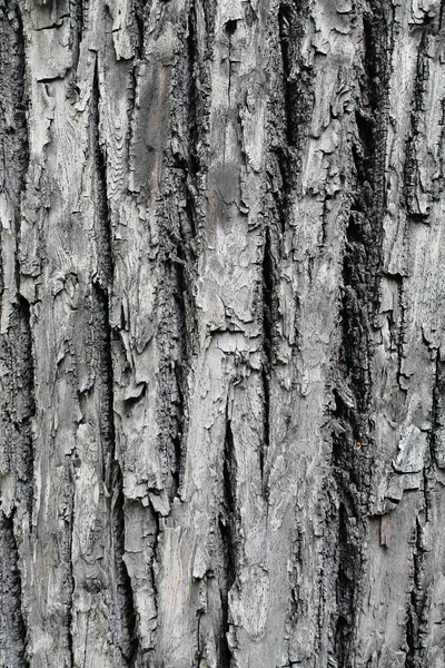 Tree Bark Texture Focus — Fotografia de Stock