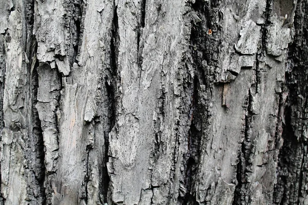 Tree Bark Texture Focus Лицензионные Стоковые Изображения