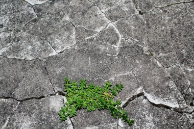 Soyut arkaplan beton duvar ayrışması