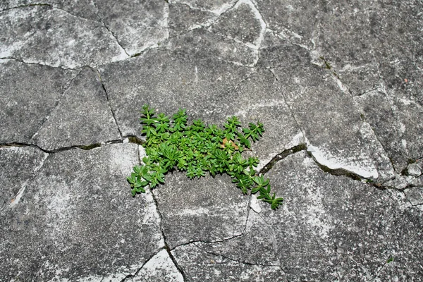 Soyut arkaplan beton duvar ayrışması