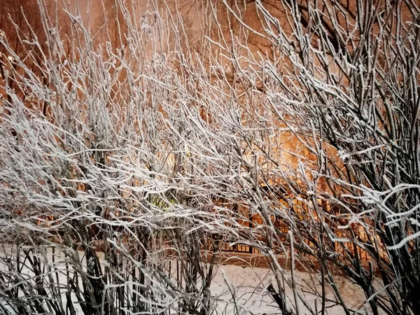 Kış gecesi manzarası, ağaçların şehri dağılması.
