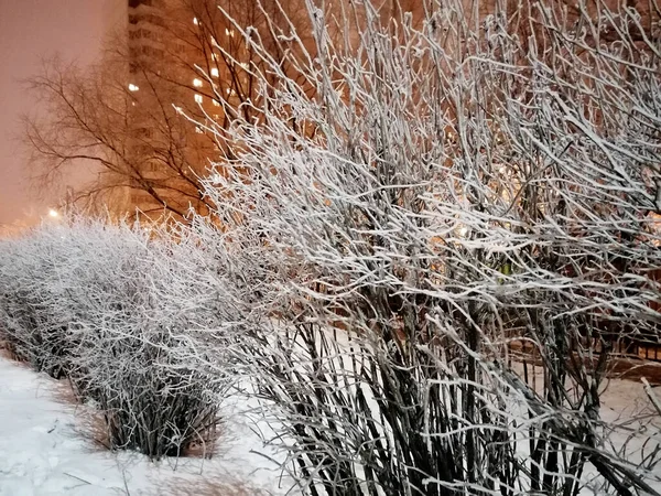 Krajobraz Zimowej Nocy Drzewa Miasta Rozproszenia — Zdjęcie stockowe