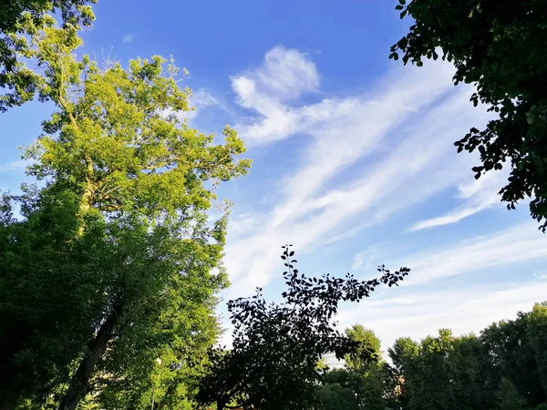 manzara yaz tarlası ağaçları bulutları