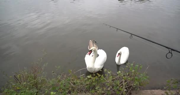 Na břehu jezera jsou labutě bílé. — Stock video