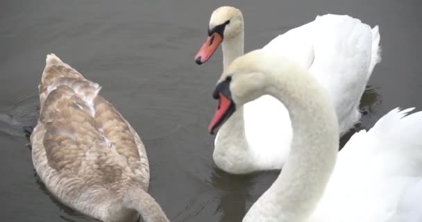 En la orilla del lago, los cisnes son blancos — Vídeos de Stock