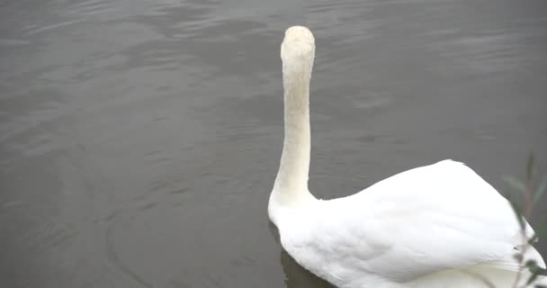 Na brzegu jeziora łabędzie są białe. — Wideo stockowe