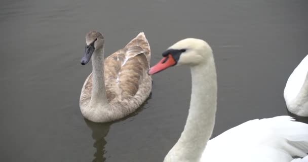 Na brzegu jeziora łabędzie są białe. — Wideo stockowe