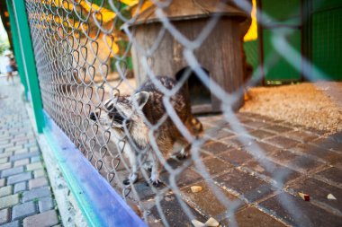 Kuşhanedeki rakunların kafes kuşlarının görüntüleri.
