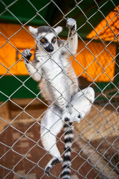 Ring Tailed Lemur Lemur Catta Large Strepsirrhine Primate Most Recognized — Photo