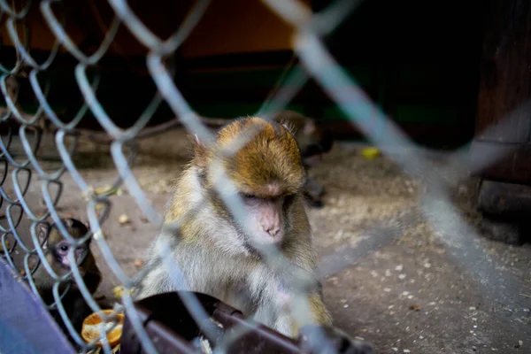Ein Kleiner Affe Einem Käfig Zoo Frisst Futter Käfig Voliere — Stockfoto
