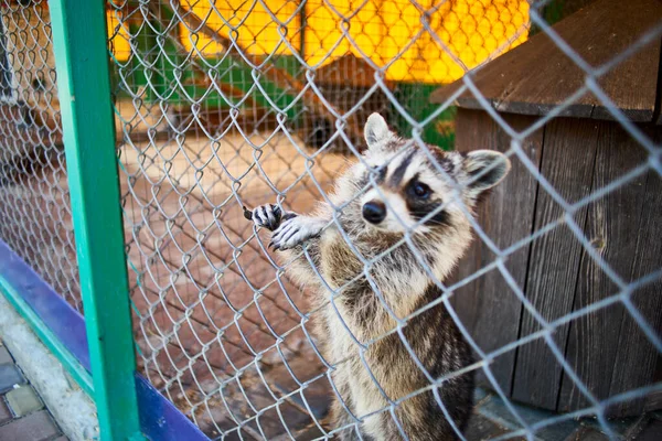 Footage Raccoons Aviary Cage Aviary — Stock Photo, Image
