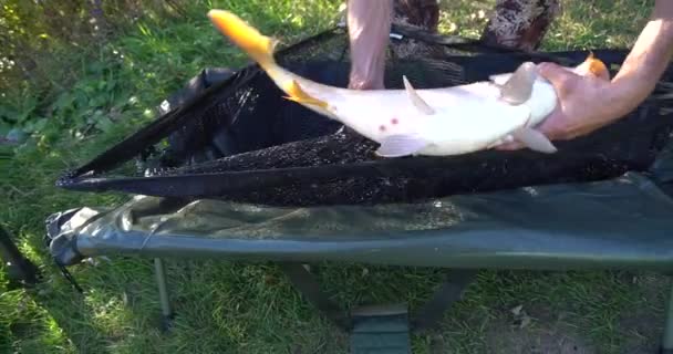Pescador Pesca Carpa Con Pescado Carpa Pescadores Capturados Carpa Cebo — Vídeo de stock