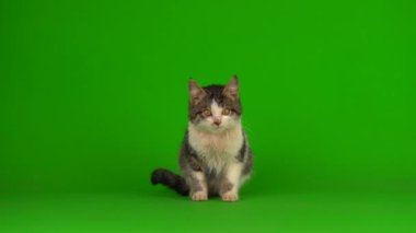 Kedi yavrusu grisi oyunlar yeşil arka planda oturur