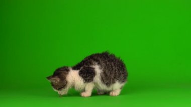 Kedi yavrusu grisi oyunlar yeşil arka planda oturur