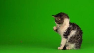 Kedi yavrusu grisi oyunlar yeşil arka planda oturur