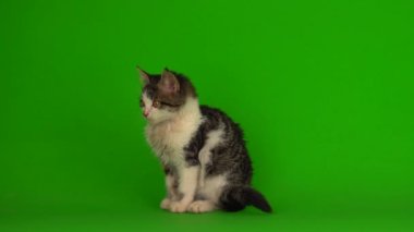 Kedi yavrusu grisi oyunlar yeşil arka planda oturur
