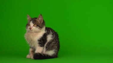 Kedi yavrusu grisi oyunlar yeşil arka planda oturur