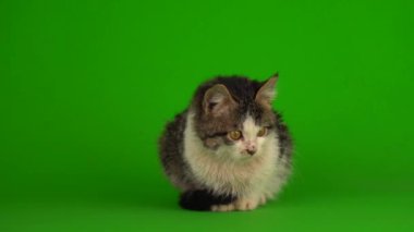 Kedi yavrusu grisi oyunlar yeşil arka planda oturur
