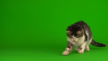 Kedi yavrusu grisi oyunlar yeşil arka planda oturur