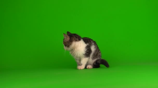 Gato Gatito Gris Juega Sienta Verde Fondo Pantalla — Vídeos de Stock