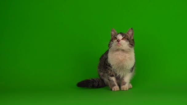 Gato Gatito Gris Juega Sienta Verde Fondo Pantalla — Vídeos de Stock