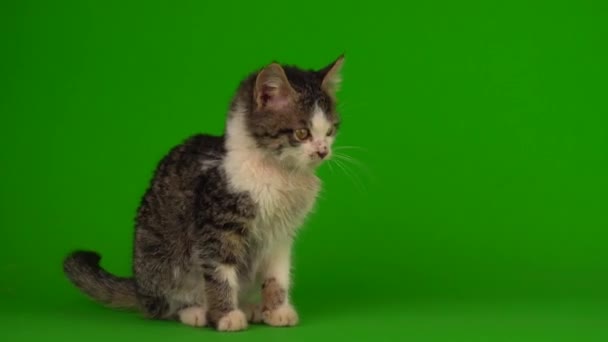 Cat Kitten Gray Plays Sits Green Background Screen — Stock Video