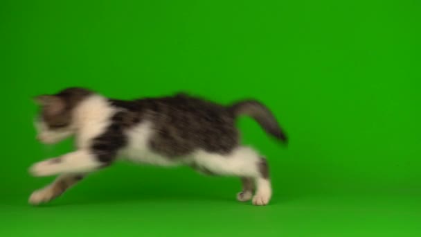 Cat Kitten Gray Plays Sits Green Background Screen — Stock Video