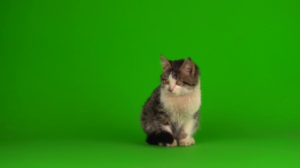 Kočičí Kotě Šedá Hraje Sedí Zeleném Pozadí Obrazovky — Stock video