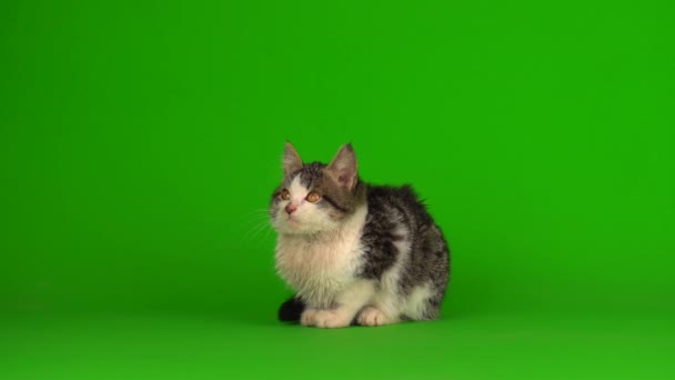 Cat Kitten Gray Plays Sits Green Background Screen — Stock Video