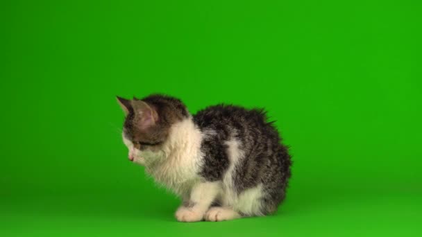 猫咪灰色的玩耍坐在绿色的背景屏幕上 — 图库视频影像