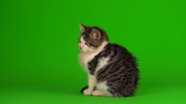 Γατάκι Γάτα Γκρι Παίζει Μια Πράσινη Οθόνη Φόντου — Αρχείο Βίντεο