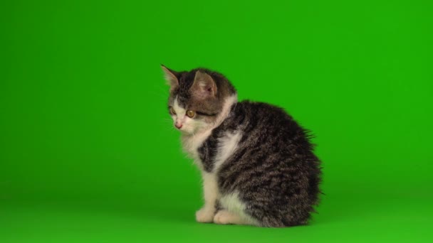 Chat Chaton Gris Joue Assis Sur Écran Fond Vert — Video