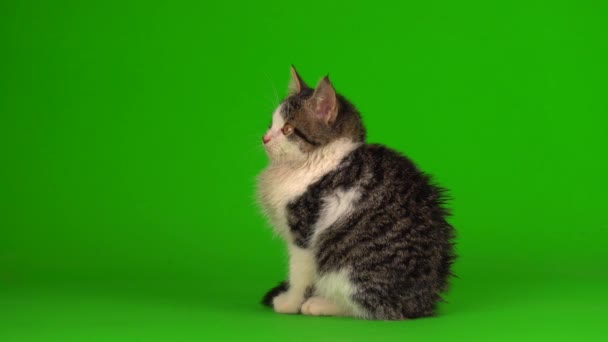 Cat Kitten Gray Plays Sits Green Background Screen — Stock Video