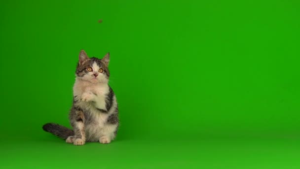 화면에 고양이 고양이 — 비디오
