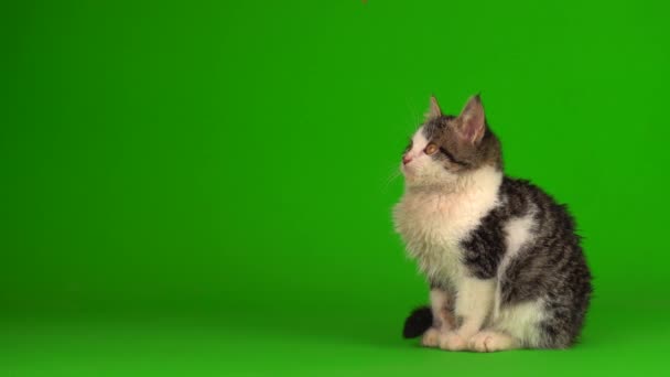 Gatto Gattino Grigio Gioca Siede Uno Schermo Sfondo Verde — Video Stock