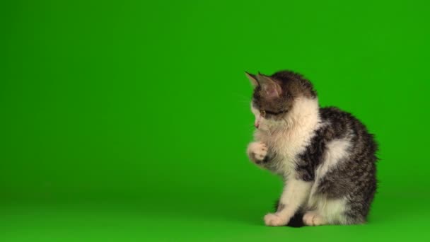 Cat Kitten Grijs Speelt Zit Een Groene Achtergrond Scherm — Stockvideo