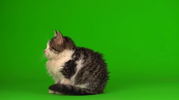 Chat Chaton Gris Joue Assis Sur Écran Fond Vert — Video