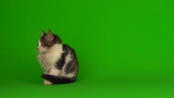 Gato Gatito Gris Juega Sienta Verde Fondo Pantalla — Vídeos de Stock