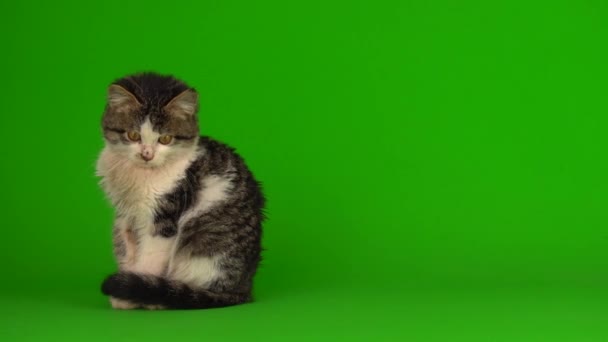 Γατάκι Γάτα Γκρι Παίζει Μια Πράσινη Οθόνη Φόντου — Αρχείο Βίντεο