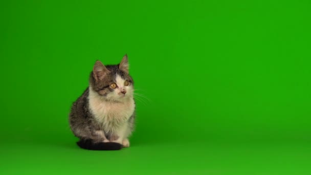 Gato Gatito Gris Juega Sienta Verde Fondo Pantalla — Vídeos de Stock