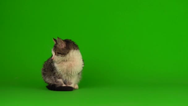 Кошка Котенок Серый Играет Сидит Зеленом Фоне Экрана — стоковое видео