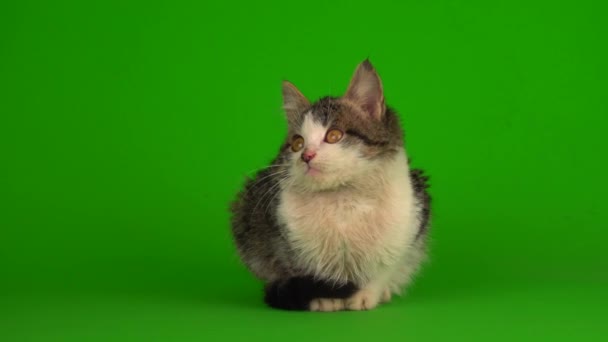 Gatinho Gato Cinza Joga Senta Uma Tela Fundo Verde — Vídeo de Stock