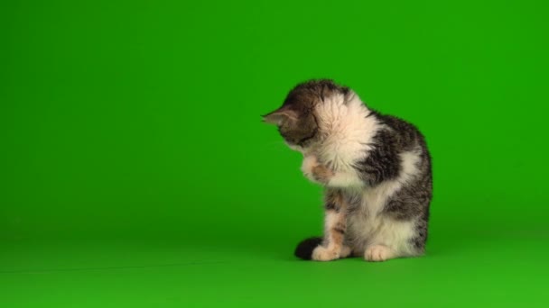 Gatto Gattino Grigio Gioca Siede Uno Schermo Sfondo Verde — Video Stock