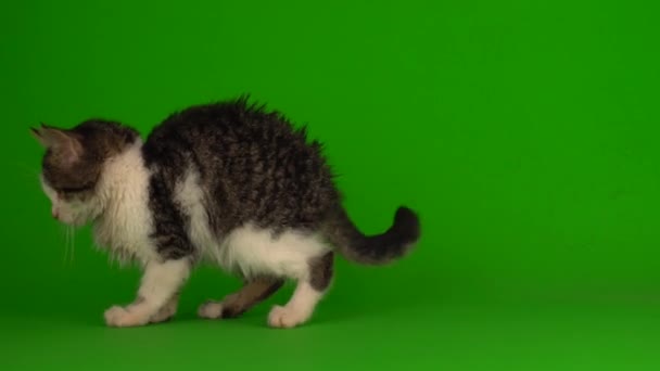 Kočičí Kotě Šedá Hraje Sedí Zeleném Pozadí Obrazovky — Stock video