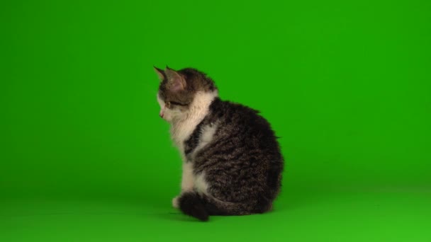 猫咪灰色的玩耍坐在绿色的背景屏幕上 — 图库视频影像