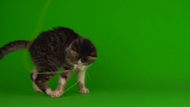 Кошка Котенок Серый Играет Сидит Зеленом Фоне Экрана — стоковое видео