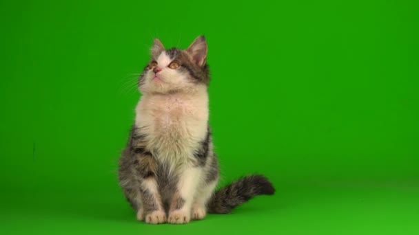 Katzenkätzchen Spielt Grau Auf Grünem Hintergrund — Stockvideo